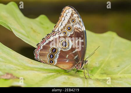 Gros plan d'un papillon tropical Morpho Peleides à ailes magnifiques son habitat naturel Banque D'Images