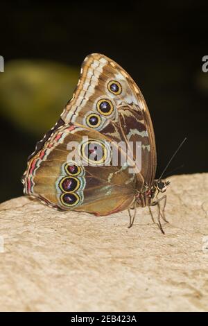 Gros plan d'un papillon tropical Morpho Peleides à ailes magnifiques son habitat naturel Banque D'Images