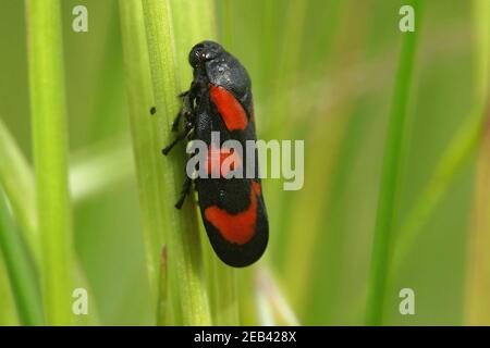 Gros plan d'un coupe-froid noir et rouge sur de l'herbe verte Banque D'Images