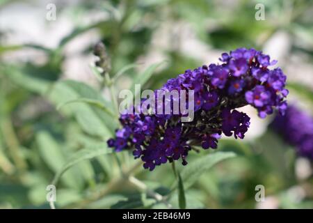 Mise au point sélective des fleurs de la Buddleia dans le jardin Banque D'Images