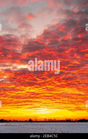Le ciel de l'aube au-dessus de hedgerow lointain et des arbres à l'horizon un jour d'hiver après la chute de neige. L'horizon se trouve au bas du cadre. Le ciel est un jaune dramatique avec une couche de nuages rouges sous-éclairés, ce qui lui donne un ciel ondulé sur le feu look. Banque D'Images