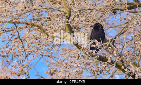 Sythen, Münsterland, NRW, 12 février 2021. Un corbeau perché sur un hêtre dépoli se réchauffe au soleil du matin. Des températures aussi basses que -20 ont été enregistrées ce matin dans la campagne de Münsterland. Le temps froid mais agréable est prévu pour continuer jusqu'au week-end. Credit: Imagetraceur/Alamy Live News Banque D'Images