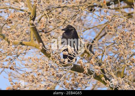 Sythen, Münsterland, NRW, 12 février 2021. Un corbeau perché sur un hêtre dépoli se réchauffe au soleil du matin. Des températures aussi basses que -20 ont été enregistrées ce matin dans la campagne de Münsterland. Le temps froid mais agréable est prévu pour continuer jusqu'au week-end. Credit: Imagetraceur/Alamy Live News Banque D'Images