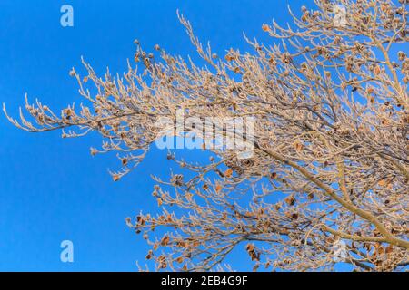 Sythen, Münsterland, NRW, 12 février 2021. Branches d'un hêtre dépoli au soleil du matin. Des températures aussi basses que -20 ont été enregistrées ce matin dans la campagne de Münsterland. Le temps froid mais agréable est prévu pour continuer jusqu'au week-end. Credit: Imagetraceur/Alamy Live News Banque D'Images