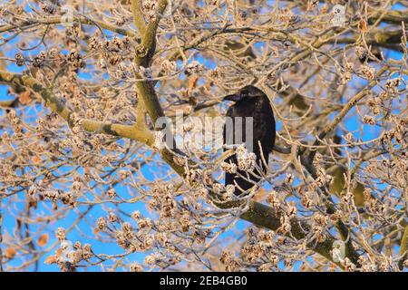 Sythen, Münsterland, NRW, 12 février 2021. Un corbeau perché sur un hêtre dépoli se réchauffe au soleil du matin. Des températures aussi basses que -20 ont été enregistrées ce matin dans la campagne de Münsterland. Le temps froid mais agréable est prévu pour continuer jusqu'au week-end. Credit: Imagetraceur/Alamy Live News Banque D'Images