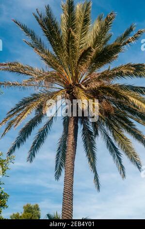 Palmiers avec fond bleu de ciel photographiés dans le parc Hakovshim, tel Aviv Israël Banque D'Images