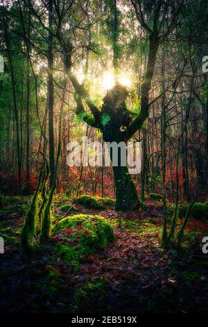 Silhouette d'arbre drôle dans la forêt Banque D'Images