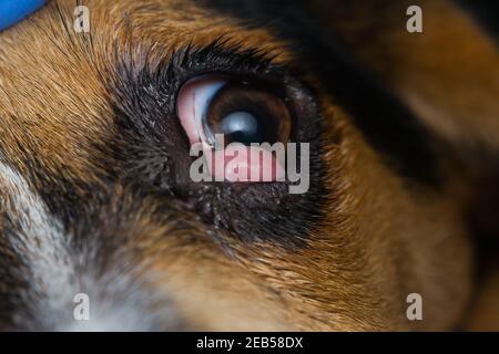 beagle puppy se mélanger à l'œil de cerisier avant la chirurgie Banque D'Images