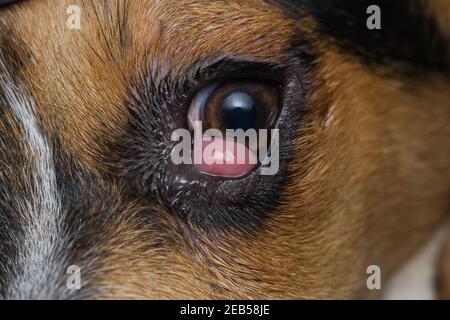 beagle puppy se mélanger à l'œil de cerisier avant la chirurgie Banque D'Images