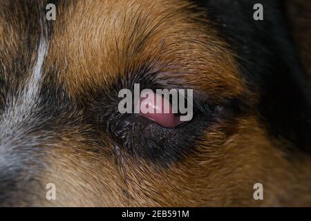 beagle puppy se mélanger à l'œil de cerisier avant la chirurgie Banque D'Images