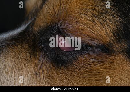 beagle puppy se mélanger à l'œil de cerisier avant la chirurgie Banque D'Images