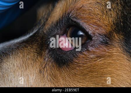 beagle puppy se mélanger à l'œil de cerisier avant la chirurgie Banque D'Images