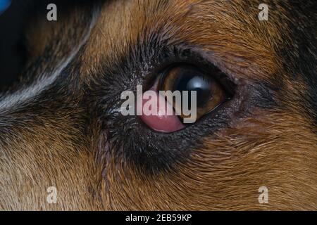 beagle puppy se mélanger à l'œil de cerisier avant la chirurgie Banque D'Images