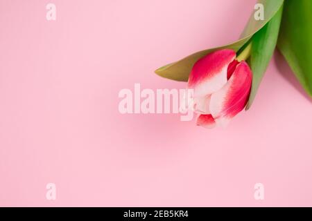 Magnifique tulipe rouge et blanche sur fond de moulage en plâtre léger avec espace de copie. Design pour carte de vœux - Fête des mères, Fête des femmes, 8 mars ou Banque D'Images