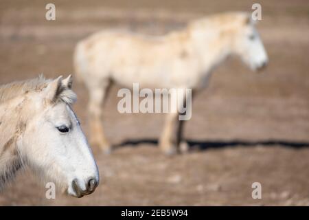 Chevaux de Camargue Banque D'Images