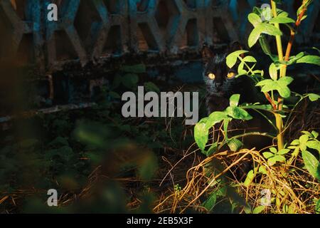 Chat noir avec des yeux geeen se cachant derrière une plante dedans le jardin par une journée ensoleillée Banque D'Images