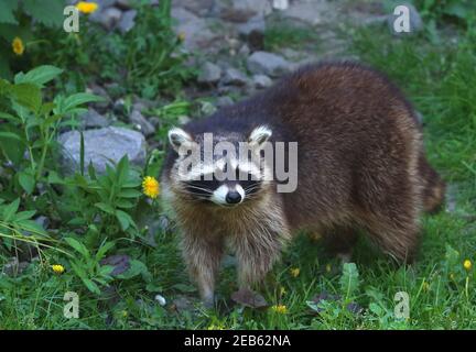 Mignon Raccoon à la recherche de nourriture dans les bois Banque D'Images