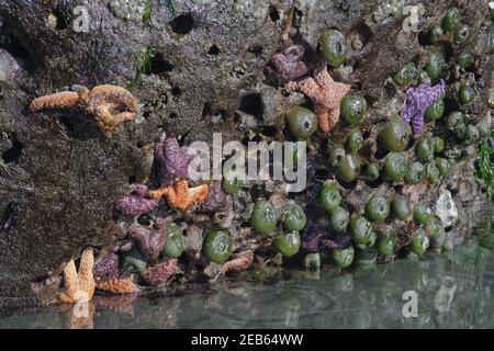 L'étoile de mer ocre et l'anémone vert géant exposés à basse température Tide (Pisaster ochraceus) & (Anthopleura xanthogrammica) Parc national olympique de Third Beach WASHIN Banque D'Images