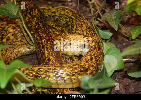 Gros plan de la cobra cape courbé sur le sol forestier Banque D'Images
