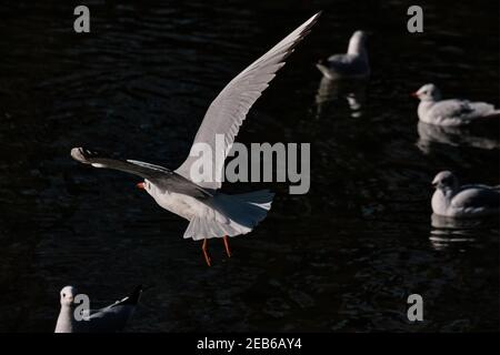 Un mouette blanc et gris pâle en vol au-dessus d'autres mouettes au parc de Monza, en Italie Banque D'Images