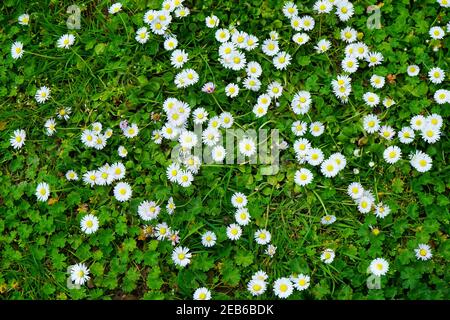 Prairie de printemps verte avec pâquerettes. Banque D'Images