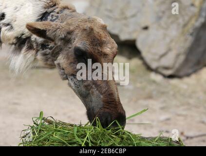 Gros plan sur un caribou des bois américain qui mange de l'herbe Banque D'Images