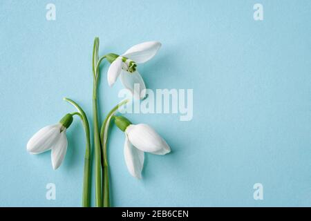 Trois gouttes de neige blanches délicates sur fond bleu. Délicate première fleur de printemps Galanthus nivalis gros plan. Carte de voeux pour les vacances de printemps Banque D'Images