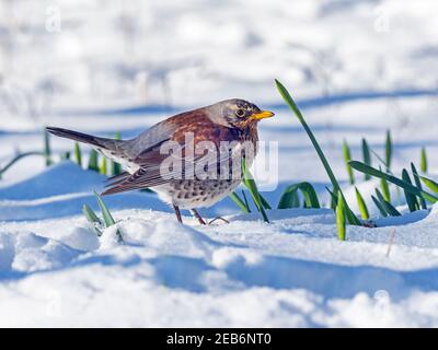 Fieldfare Turdus pilaris Norfolk dans la neige en hiver Banque D'Images