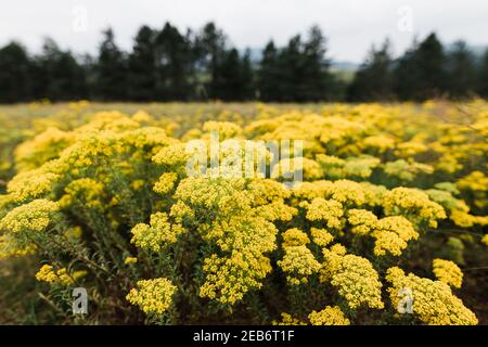 Prairie verte de printemps avec fleurs et arbres Banque D'Images