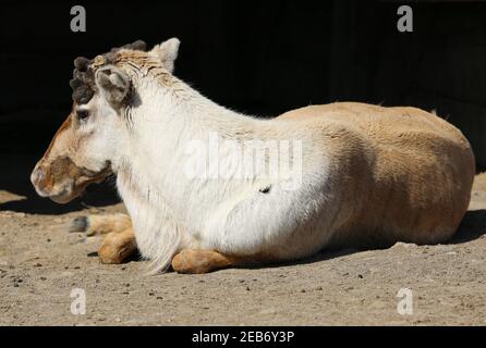 Caribou des bois américain reposant à la ferme Banque D'Images