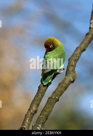 Oiseau de rivage à mouchetée noire (Agapornis nigrigenis) sur un arbre Banque D'Images