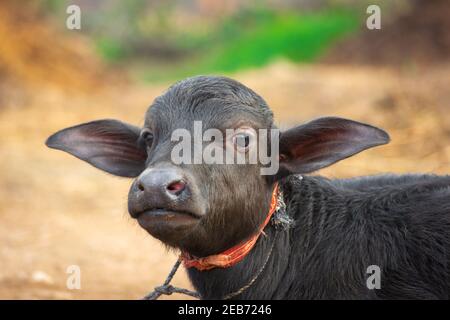 Bébé buffle dans village rural Banque D'Images