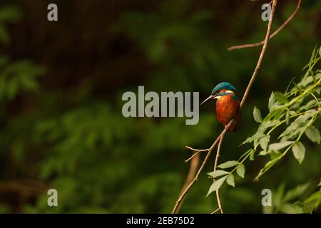 Kingfisher dans leur habitat naturel. Banque D'Images