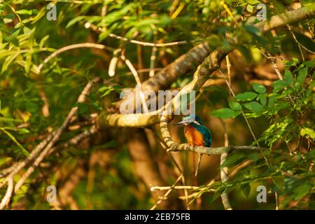 Kingfisher dans leur habitat naturel. Banque D'Images