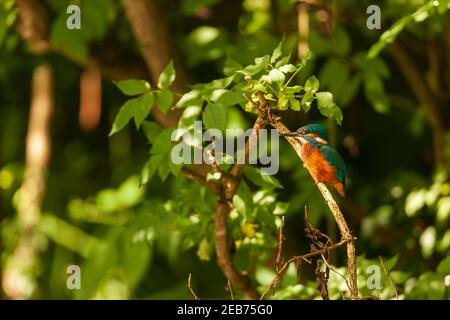 Kingfisher dans leur habitat naturel. Banque D'Images