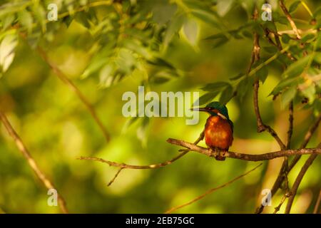 Kingfisher dans leur habitat naturel. Banque D'Images