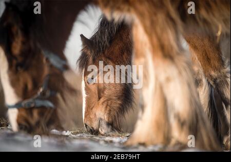 Beau groupe de grands Gypsy irlandais chevaux de rafle paître et manger de l'herbe sauvage dans la neige sur le sol froid profond champ d'hiver enneigé, le cheval shire descend Banque D'Images