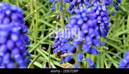 Une abeille ouvrière est occupée à extraire le nectar des jacinthes de raisin Banque D'Images