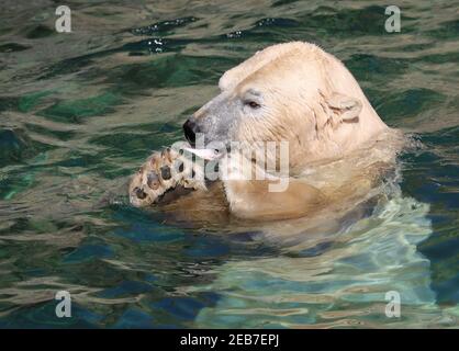 Ours polaire manger un poisson dans l'eau Banque D'Images