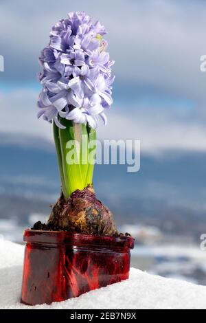 Ampoule en jacinthe de Noël poussant dans une casserole de verre, neige Banque D'Images