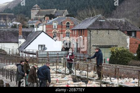 Des moutons sont vendus au marché du bétail de Knighton à Powys pendant le confinement national du pays de Galles pour freiner la propagation du coronavirus. Date de la photo : jeudi 11 février 2021. Banque D'Images