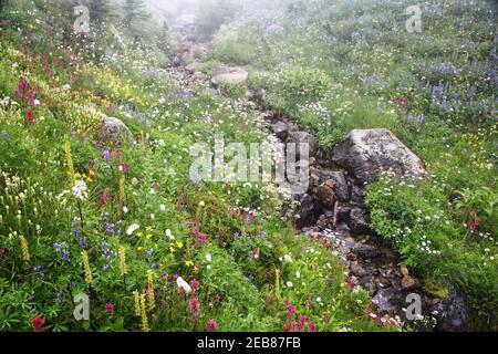 Ruisseau traversant le sous-alpin Meadowson un matin brumeux Dead Horse Creek, Paradise Mount Rainier National Park Washington State, États-Unis PL000499 Banque D'Images