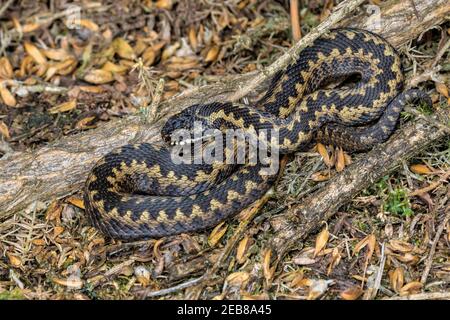 Adder ou Viper, Vipera berus, homme pré-slough récemment sorti de l'hibernation, mars, Norfolk Banque D'Images