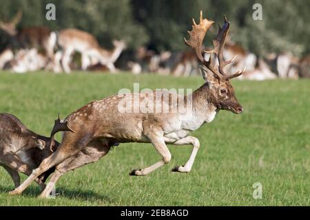 La fin de l'affrontement - le challenger défait tourne et court, flow Deer combat pendant la rut, Dama dama, North Norfolk, octobre Banque D'Images