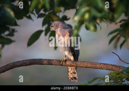 Shikra oiseau assis sur une branche d'arbre Banque D'Images