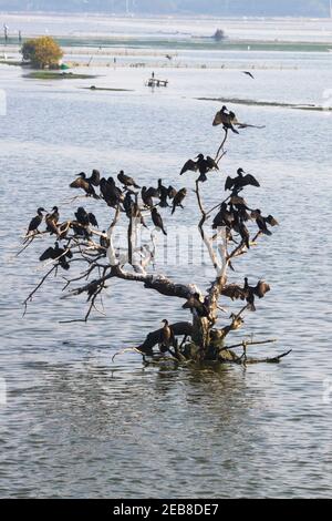 Cormorans perchés sur un arbre dans un lac Banque D'Images