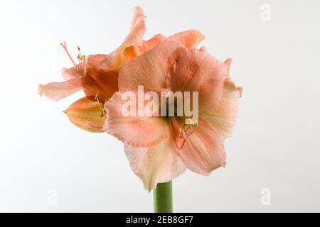 Bleu pastel bleu vert bleu vert isolé sur fond blanc Banque D'Images