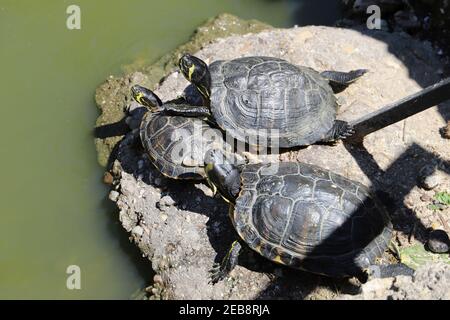 Des tortues coulissantes aux œufs rouges se prélassant au soleil. Animaux du parc Buen Retiro, Madrid Banque D'Images