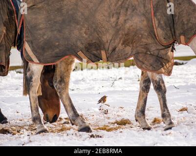 East Lothian, Écosse, Royaume-Uni, 12 février 2021. Météo au Royaume-Uni: Les chevaux se battent dans la neige d'hiver tandis qu'un oiseau de redwing (Turdus iliacus), un visiteur d'hiver dans ce pays, houblon autour en danger d'être trodden par des sabots espérant trouver quelque chose à manger Banque D'Images