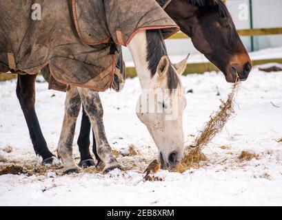 East Lothian, Écosse, Royaume-Uni, 12 février 2021. Météo au Royaume-Uni: Les chevaux se battent dans la neige d'hiver tandis qu'un oiseau de redwing (Turdus iliacus), un visiteur d'hiver dans ce pays, houblon autour en danger d'être trodden par des sabots espérant trouver quelque chose à manger Banque D'Images